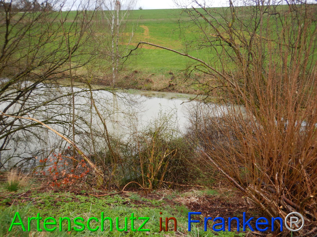© Artenschutz in Franken® Bild zum Eintrag (1102305-160)