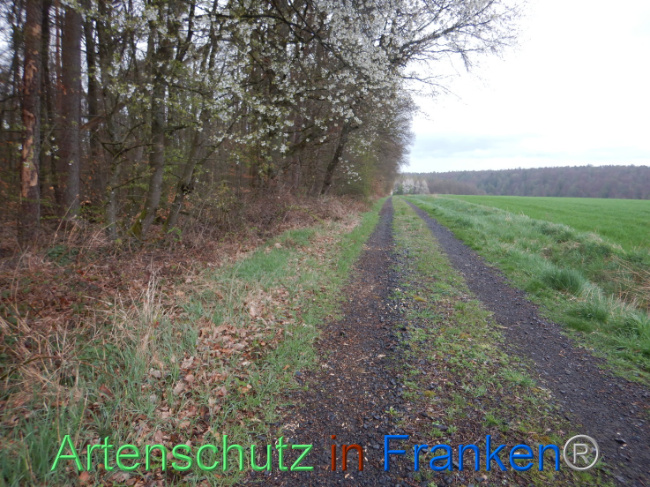 © Artenschutz in Franken® Bild zum Eintrag (1102548-160)