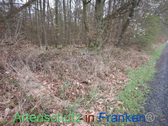 © Artenschutz in Franken® Bild zum Eintrag (1102551-160)