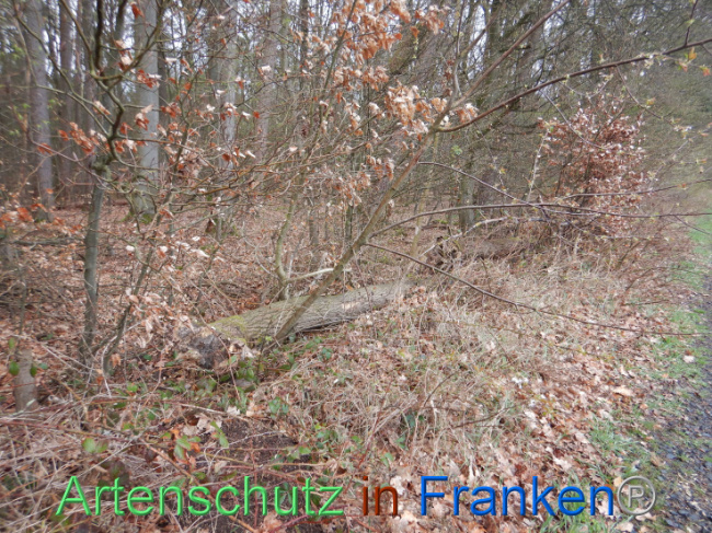 © Artenschutz in Franken® Bild zum Eintrag (1102552-160)