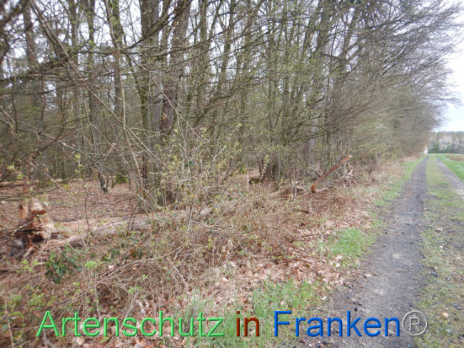 © Artenschutz in Franken® Bild zum Eintrag (1102555-160)