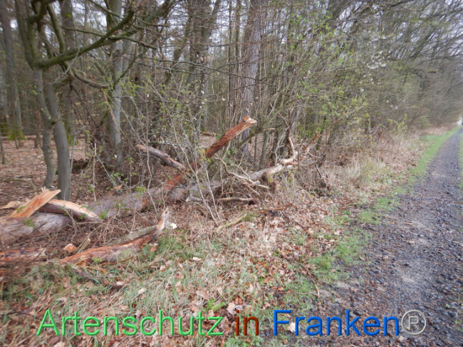 © Artenschutz in Franken® Bild zum Eintrag (1102556-160)