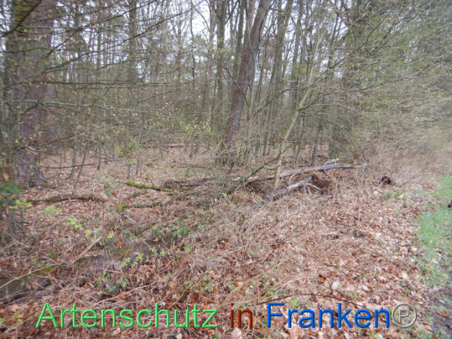 © Artenschutz in Franken® Bild zum Eintrag (1102557-160)