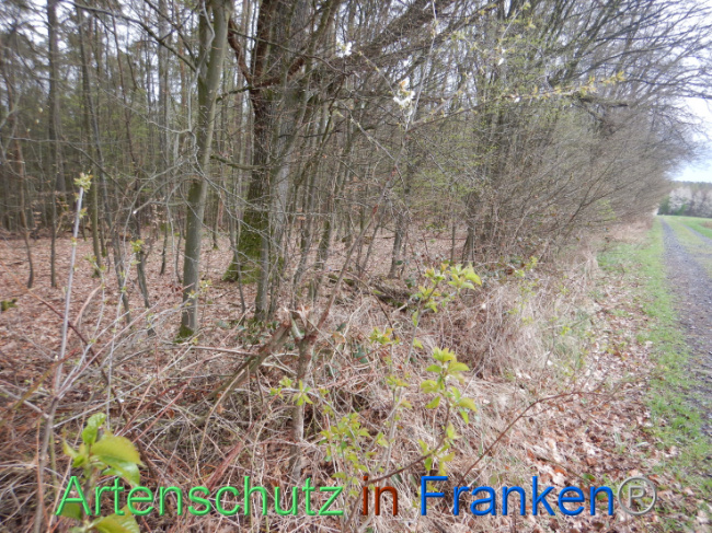 © Artenschutz in Franken® Bild zum Eintrag (1102559-160)