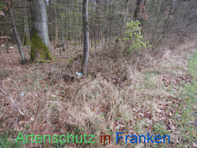 © Artenschutz in Franken® Bild zum Eintrag (1102560-160)