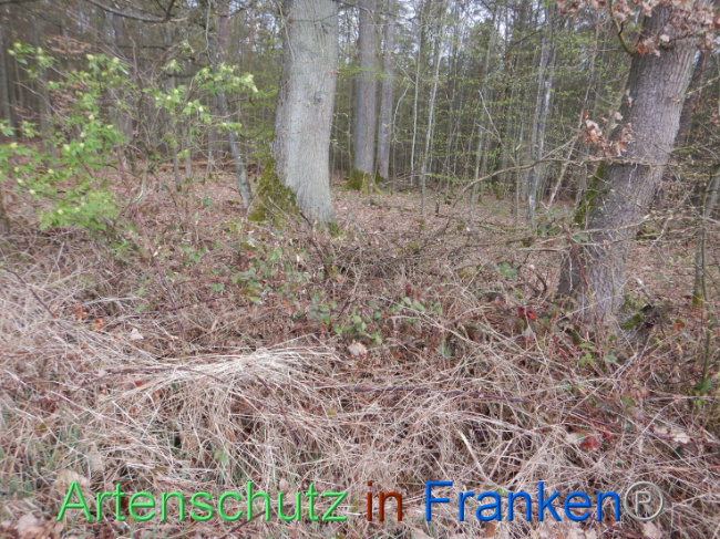 © Artenschutz in Franken® Bild zum Eintrag (1102561-160)