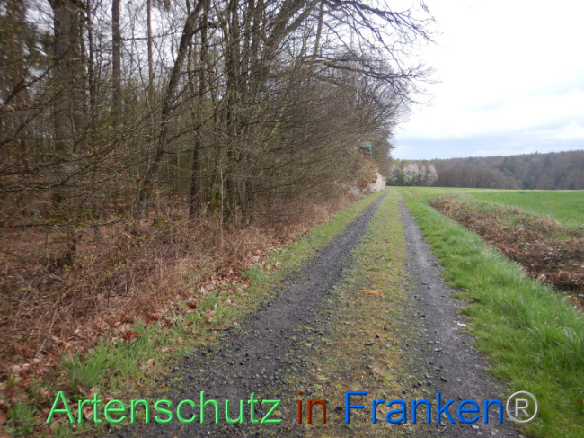 © Artenschutz in Franken® Bild zum Eintrag (1102563-160)