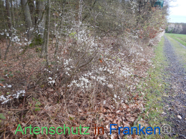 © Artenschutz in Franken® Bild zum Eintrag (1102564-160)
