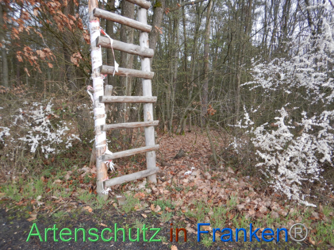 © Artenschutz in Franken® Bild zum Eintrag (1102565-160)