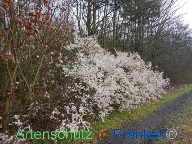 © Artenschutz in Franken® Bild zum Eintrag (1102571-160)