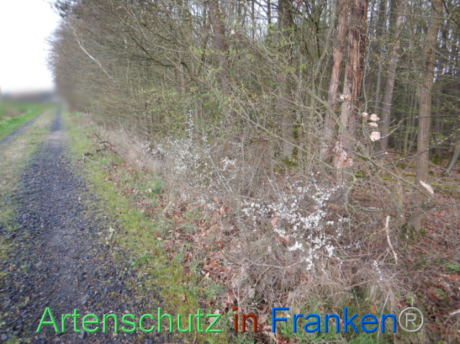 © Artenschutz in Franken® Bild zum Eintrag (1102572-160)