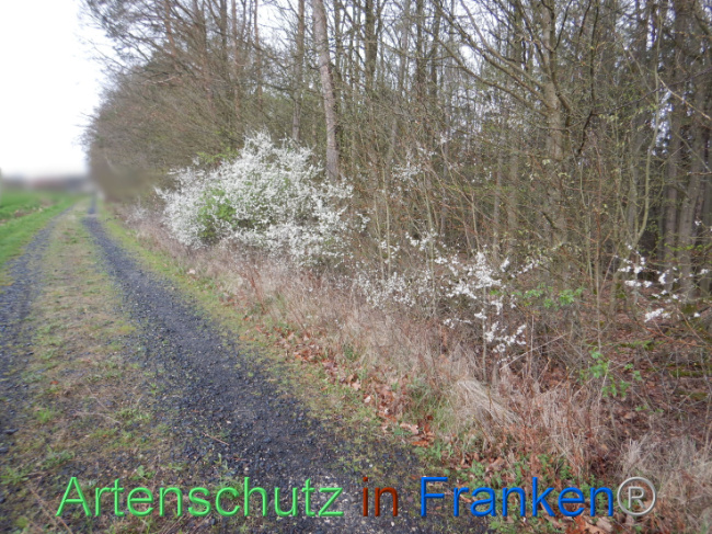© Artenschutz in Franken® Bild zum Eintrag (1102575-160)