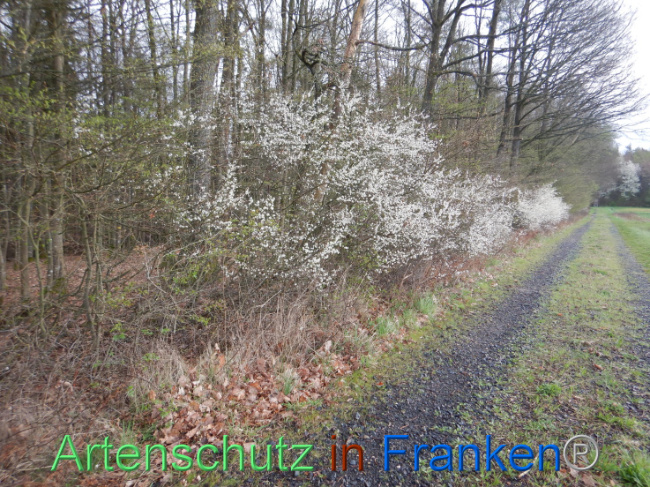 © Artenschutz in Franken® Bild zum Eintrag (1102576-160)