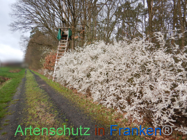© Artenschutz in Franken® Bild zum Eintrag (1102577-160)