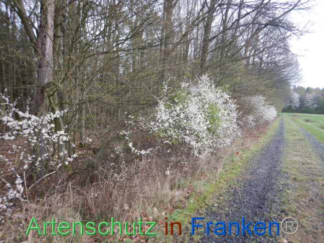 © Artenschutz in Franken® Bild zum Eintrag (1102578-160)