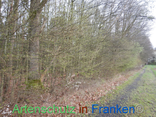 © Artenschutz in Franken® Bild zum Eintrag (1102581-160)