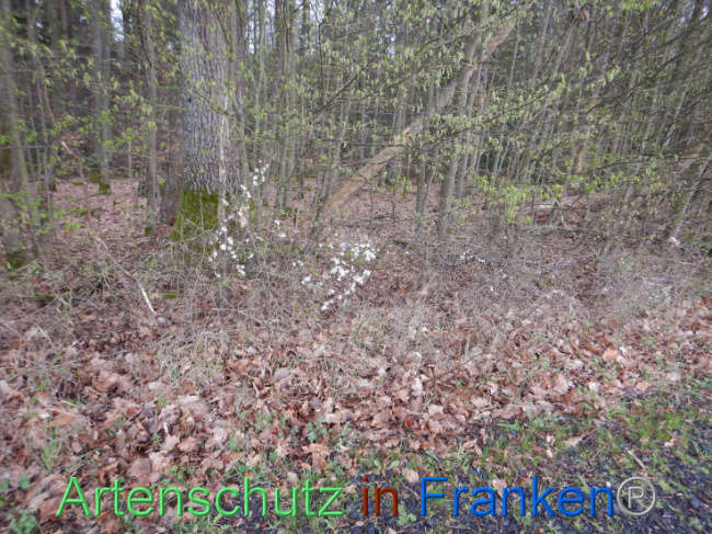 © Artenschutz in Franken® Bild zum Eintrag (1102582-160)