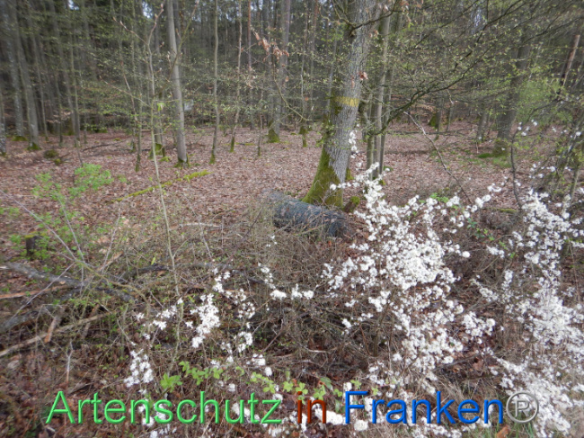© Artenschutz in Franken® Bild zum Eintrag (1102583-160)