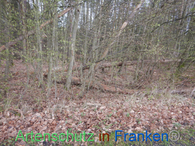 © Artenschutz in Franken® Bild zum Eintrag (1102589-160)