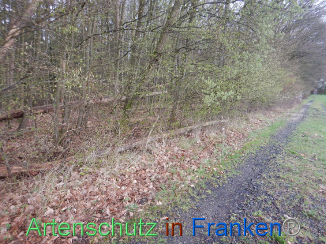 © Artenschutz in Franken® Bild zum Eintrag (1102590-160)