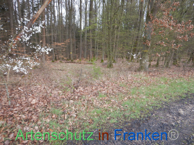 © Artenschutz in Franken® Bild zum Eintrag (1102595-160)