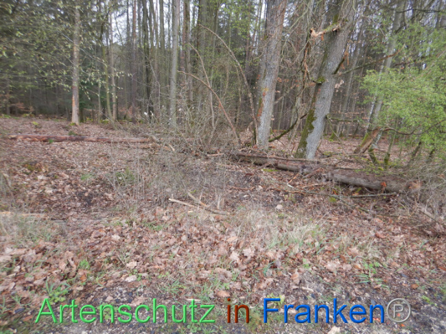 © Artenschutz in Franken® Bild zum Eintrag (1102596-160)