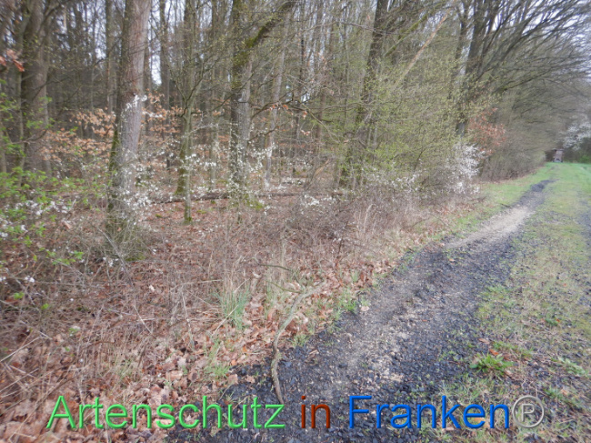 © Artenschutz in Franken® Bild zum Eintrag (1102597-160)