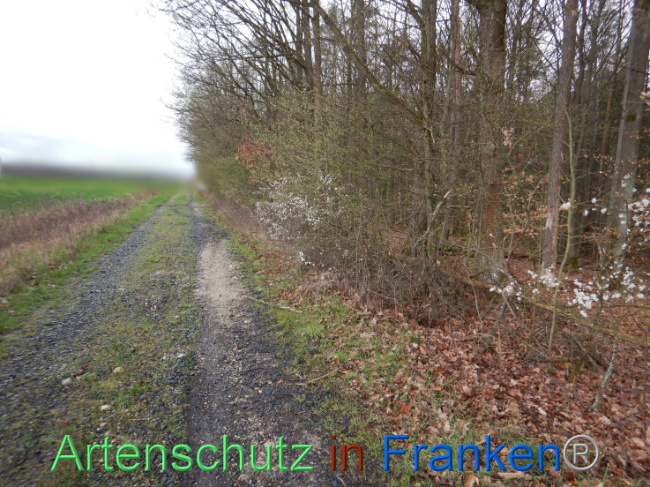 © Artenschutz in Franken® Bild zum Eintrag (1102599-160)
