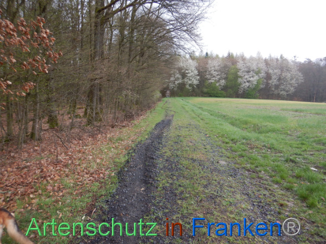 © Artenschutz in Franken® Bild zum Eintrag (1102602-160)
