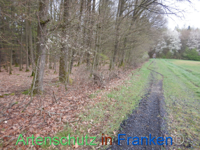 © Artenschutz in Franken® Bild zum Eintrag (1102603-160)