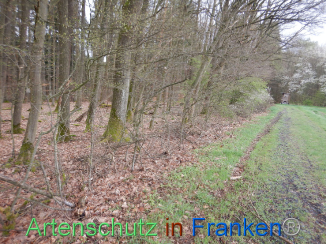 © Artenschutz in Franken® Bild zum Eintrag (1102605-160)