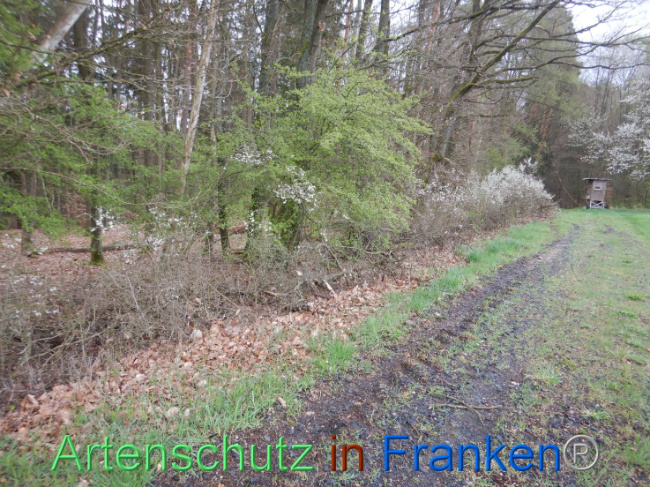 © Artenschutz in Franken® Bild zum Eintrag (1102606-160)