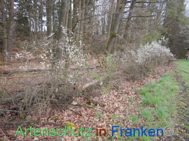 © Artenschutz in Franken® Bild zum Eintrag (1102607-160)