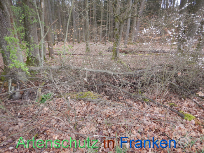 © Artenschutz in Franken® Bild zum Eintrag (1102613-160)