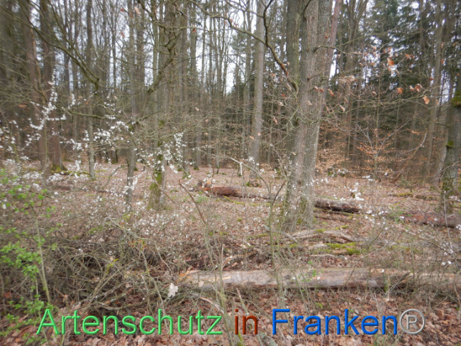 © Artenschutz in Franken® Bild zum Eintrag (1102614-160)
