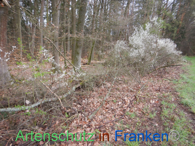 © Artenschutz in Franken® Bild zum Eintrag (1102615-160)