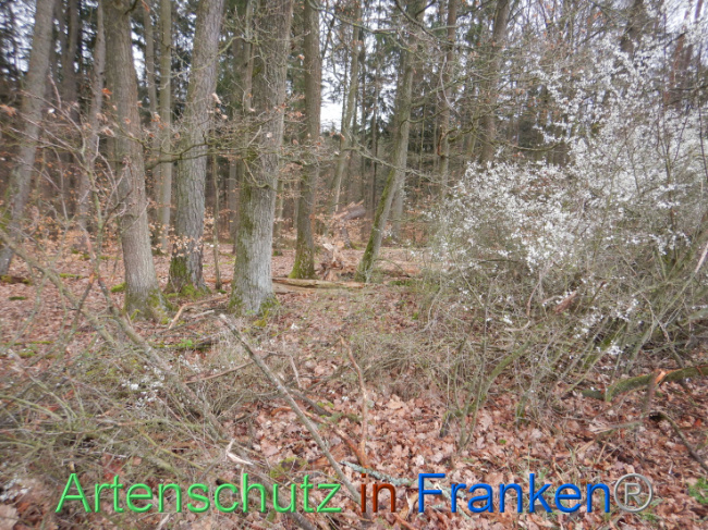 © Artenschutz in Franken® Bild zum Eintrag (1102617-160)