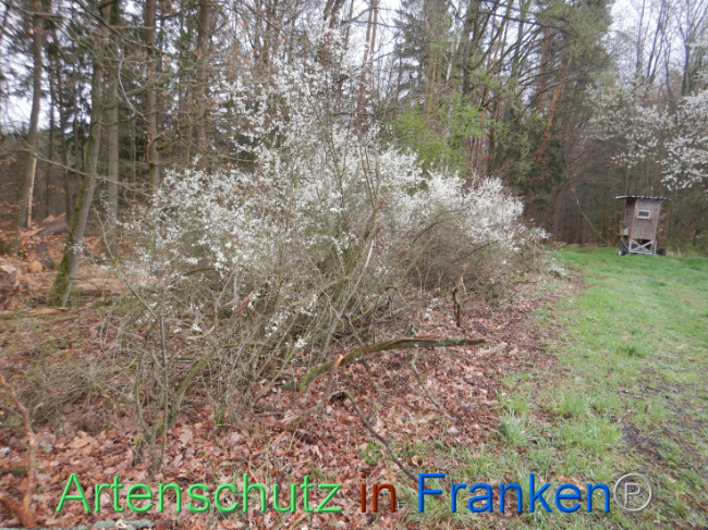© Artenschutz in Franken® Bild zum Eintrag (1102618-160)