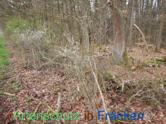 © Artenschutz in Franken® Bild zum Eintrag (1102619-160)