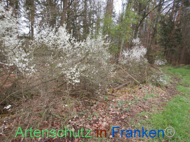 © Artenschutz in Franken® Bild zum Eintrag (1102625-160)