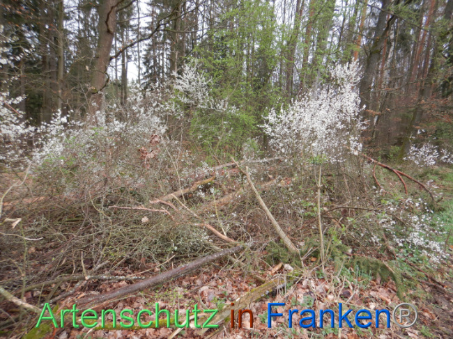 © Artenschutz in Franken® Bild zum Eintrag (1102626-160)