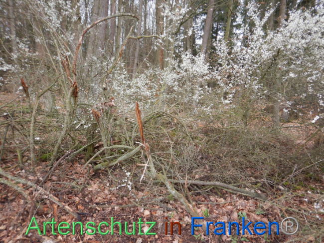 © Artenschutz in Franken® Bild zum Eintrag (1102627-160)