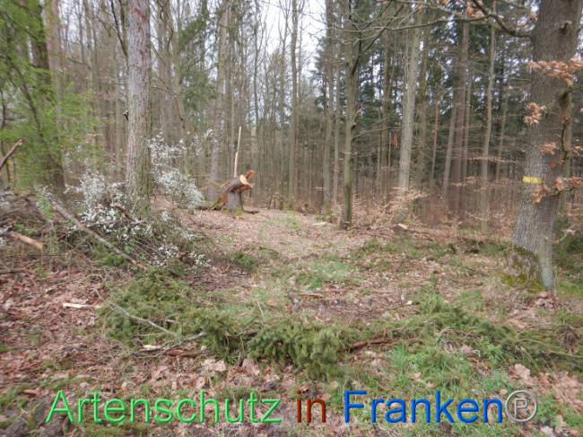 © Artenschutz in Franken® Bild zum Eintrag (1102633-160)