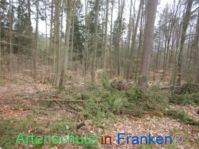 © Artenschutz in Franken® Bild zum Eintrag (1102640-160)
