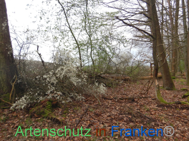 © Artenschutz in Franken® Bild zum Eintrag (1102641-160)