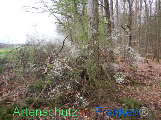 © Artenschutz in Franken® Bild zum Eintrag (1102642-160)