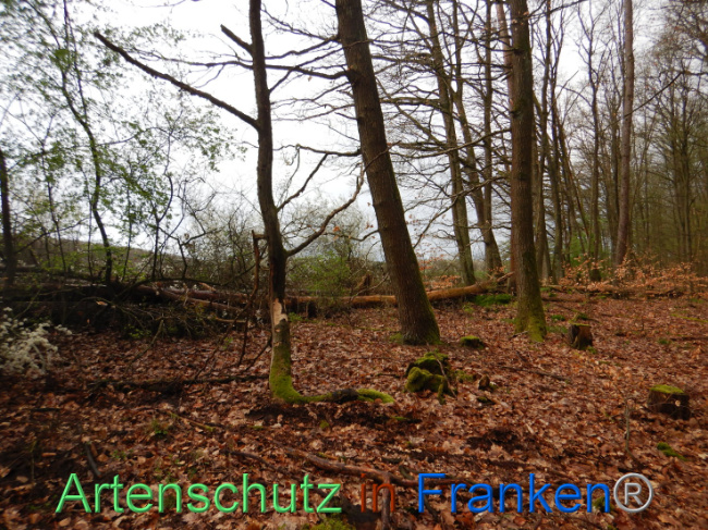 © Artenschutz in Franken® Bild zum Eintrag (1102644-160)