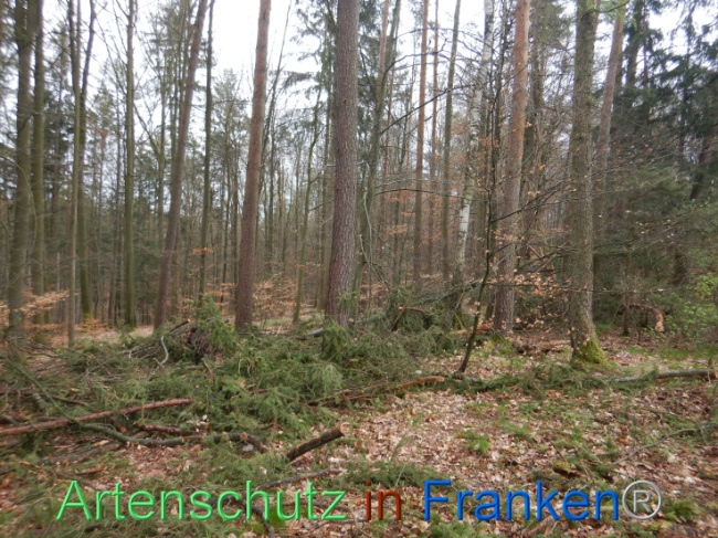 © Artenschutz in Franken® Bild zum Eintrag (1102645-160)