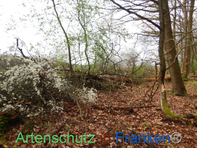 © Artenschutz in Franken® Bild zum Eintrag (1102646-160)