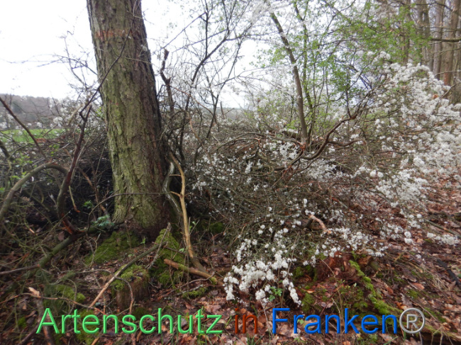 © Artenschutz in Franken® Bild zum Eintrag (1102648-160)